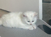 Cute n cuddly kittens for sale