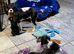 Cavalier King Charles puppies