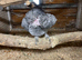 African grey