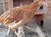 Point of lay coloured egg hybrid hens