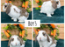 Mini lop babies