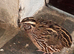 Male quail free