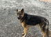 Good dog 15 months old must be good home