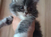 British longhair kitten