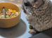 Pretty chinchilla female