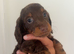 Beautiful Hairy dachshund puppies