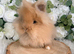 Double Mane Lionheads Boys & Girls - Ready Now