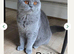 GCCF ACTIVE BSH QUEEN AND CHILDREN FOR SALE