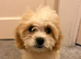 Cavachon Puppies