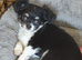 Chihuahua puppies ready now Lincolnshire