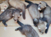 Kits for sale x8