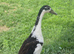 Two male runner duck pets
