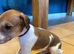 Lurcher puppies