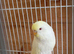 Baby budgie 4 months old free