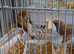 Various finches
