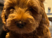 Stunning Cockapoo Puppies