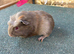 Guinea pigs ready soon to be reserved now