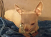 T-cup Chihuahua