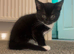 3 kittens