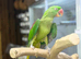 Alexandrine Parrot