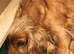 Cocker spainal puppys