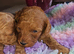Licensed breeder, red tiny toy cavapoo litter