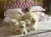 Beautiful white Pomeranian puppies