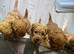 Stunning cockapoo f1b pups