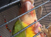 Green cheek conure
