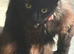 Mother cat