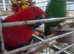 Wonderful Breeding Pair of Eclectus Parrots with a 2 day old chick for Sale