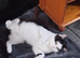 9 month neutered male kitten,very friendly