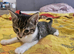 Playful kitten