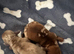Lovely miniature dachshunds