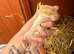 Pure French Lop Babies