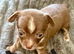 Chihuahua puppy