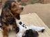 Show tipe cocker spaniels