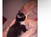 two beautiful black white one one black beautiful brothers
