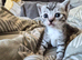Scottish fold crosses 2 female 1 male