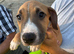 Staffy cross puppy’s for sale
