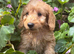 Cockerpoo Babies Ready Now