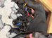 Beautiful Doberman puppies