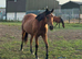 Tb geldings