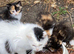 Adorable super fluffy calico kittens ready to be homed