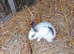 Baby bunnies