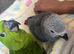 yellow naped amazon baby ( 1 left )