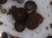 Ramshorn snails