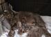 Pedigree polydactyl Maine coon
