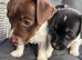Jack Russel pups