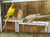 Breeding pair Ringnecks